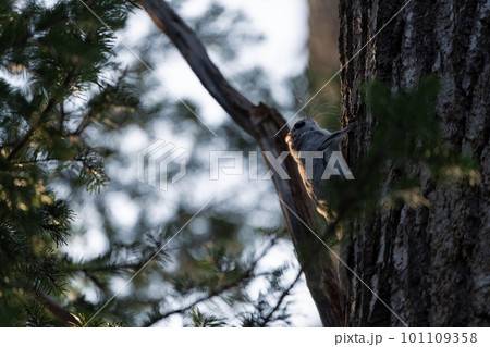 朝日に照らされた樹木にとまるエゾモモンガ 101109358