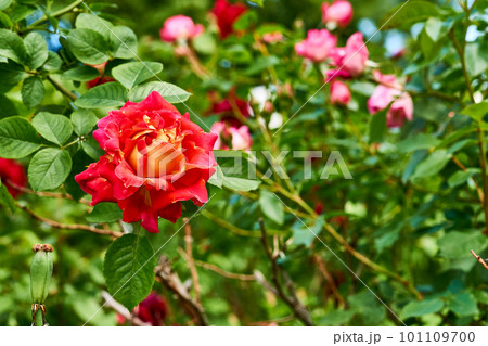 Red rose high and magic family on a warm green sunny  101109700
