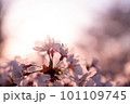 夕日に照らされる桜 101109745