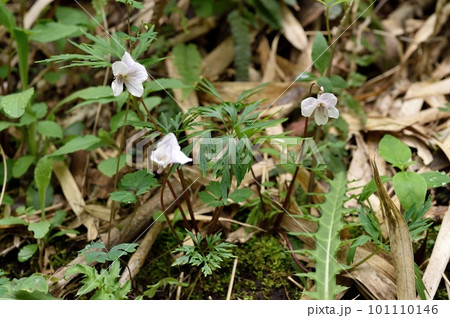 ヒゴスミレの花 ヒゴスミレの花 101110146