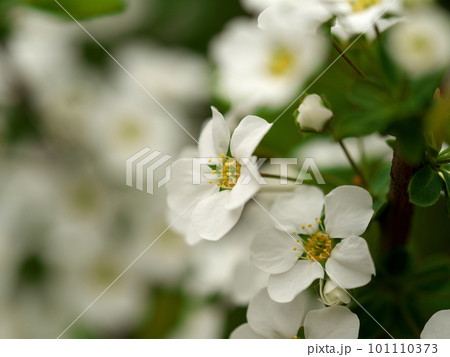 春を呼ぶ白いゆきやなぎの花 春を呼ぶ白いゆきやなぎの花 101110373