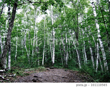 乗鞍高原の遊歩道の風景 101110565
