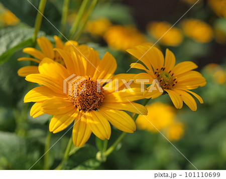 ルドベキアの花のアップ ルドベキアの花のアップ 101110699