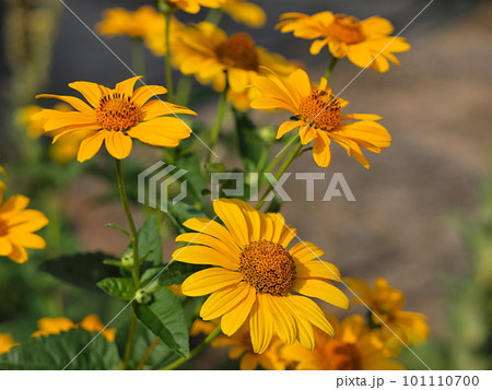 ルドベキアの花のアップ ルドベキアの花のアップ 101110700
