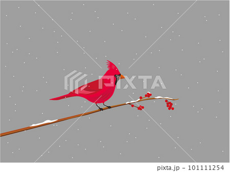 雪が降る中、木の枝に止まっている赤い鳥のカーディナルのイラストのイラスト素材 [101111254] - PIXTA
