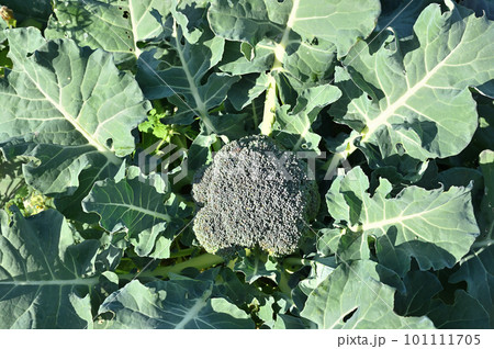 収穫まじかなブロッコリー 101111705