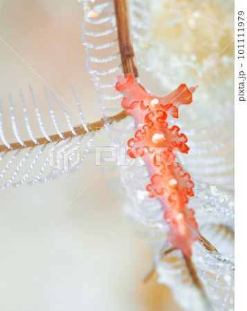 カーネーションウミウシ 101111979