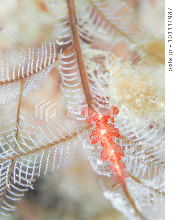 カーネーションウミウシ 101111987