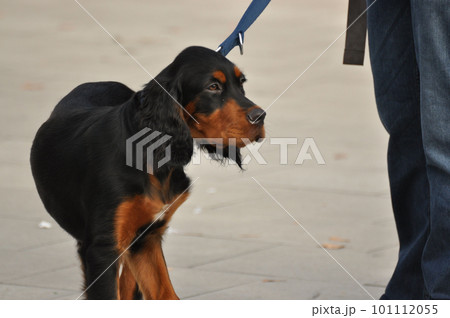 Cute dark brown cocker spaniel on a blue leash Cute dark brown cocker spaniel on a blue leash 101112055
