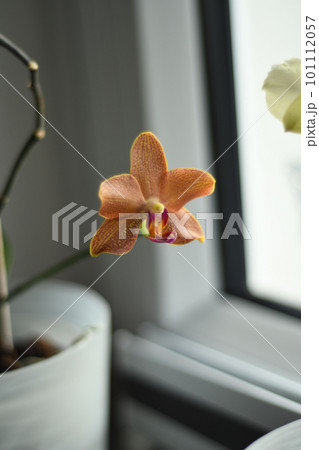 Vertical shot of an orange-pink speckled orchid on windowsill 101112057