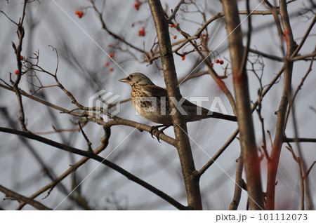 Thrush sitting on a branch and illuminated by the setting sun Thrush sitting on a branch and illuminated by the setting sun 101112073