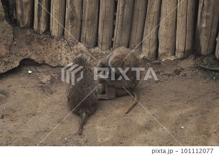 Anubis baboons, monkeys in a zoo in germany Anubis baboons, monkeys in a zoo in germany 101112077