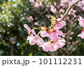 春の光を浴びる桜とミツバチ 101112231