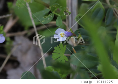 日本の早春の野原に咲く薄紫色と水色に黄色い斑点模様のあるトキワハゼの花 101112251