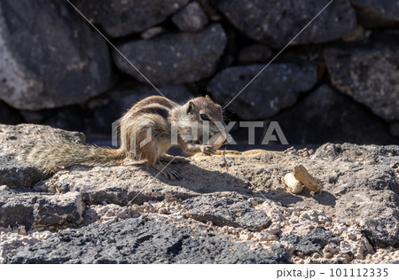 Chipmunk and peanuts, Fuerteventura, Spain 101112335