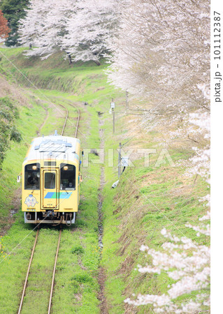 桜並木と404号車「なのはな号」（平成筑豊鉄道） 101112387