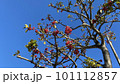 青天に映える赤い木の実 101112857