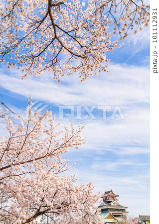 春の清洲城、満開の桜〈愛知県清須市〉 春の清洲城、満開の桜〈愛知県清須市〉 101112931
