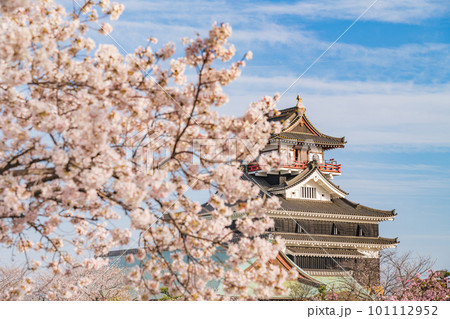 春の清洲城、満開の桜〈愛知県清須市〉 101112952