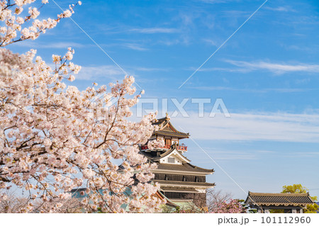 春の清洲城、満開の桜〈愛知県清須市〉 101112960
