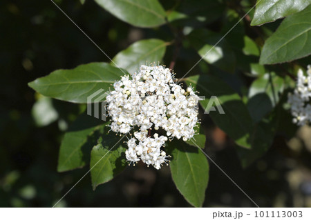 Laurustinus Laurustinus 101113003