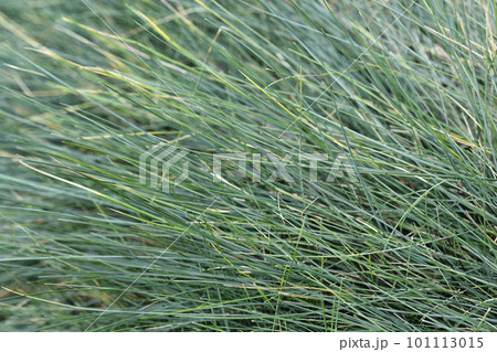 Siskiyou Blue Fescue 101113015