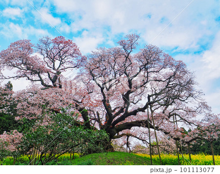 青空の下に咲く満開の桜 青空の下に咲く満開の桜 101113077