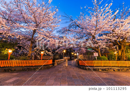 春の京都　桜満開の祇園白川　夜明け前 101113295