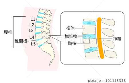 正常な腰椎の説明イラスト拡大図のイラスト素材 [101113358] - PIXTA