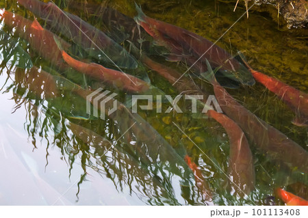 main run blue-backed salmon 4 main run blue-backed salmon 4 101113408