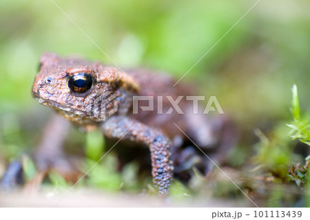 toad macro toad macro 101113439