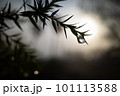 逆光に輝く雫 101113588