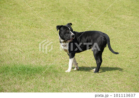 black Pitbull on the grass (ピットブル) black Pitbull on the grass (ピットブル) 101113637