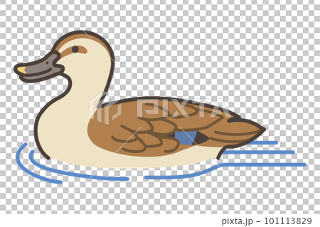 泳ぐカルガモのイラスト 泳ぐカルガモのイラスト 101113829