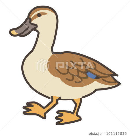 シンプルなカルガモのイラスト シンプルなカルガモのイラスト 101113836
