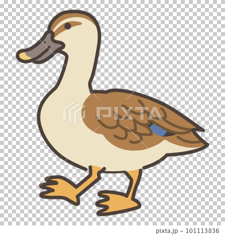 シンプルなカルガモのイラスト シンプルなカルガモのイラスト 101113836