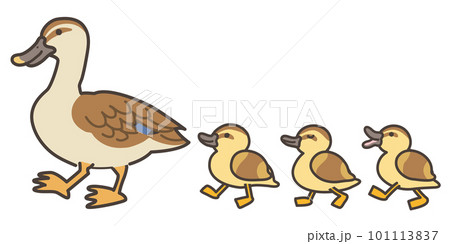カルガモの親子が歩くイラスト カルガモの親子が歩くイラスト 101113837