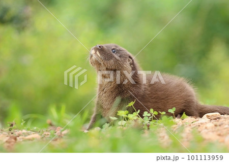 Adorable eurasian otter baby in summer 101113959