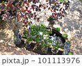 太陽あふれる、公園の小さな池。 101113976