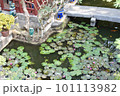 睡蓮の浮かぶ、池。 101113982