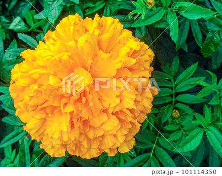 Vibrant - Daisy - Gold - Bloom - Horizontal - Marigold - Vibrant Vibrant - Daisy - Gold - Bloom - Horizontal - Marigold - Vibrant 101114350