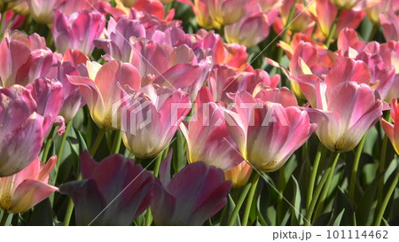 美しいチューリップの花 美しいチューリップの花 101114462