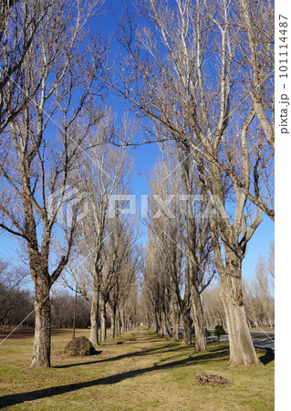 前田森林公園のポプラの並木・春 101114487