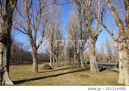 前田森林公園のポプラの並木・春 101114488