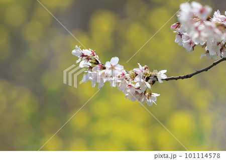 菜の花畑に咲くソメイヨシノ 101114578