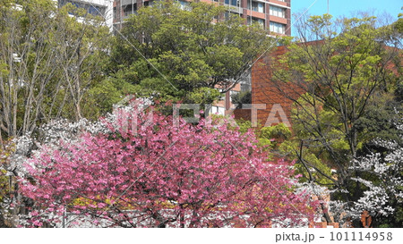 桜のある公園の風景 101114958