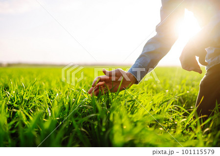 Green wheat seedlings in hands of a farmer. Male farmer looking at the produce before harvesting. 101115579