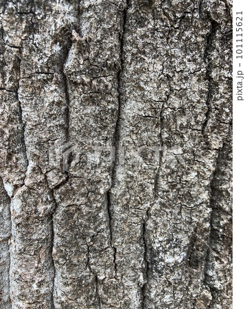 古い木の樹皮 101115621