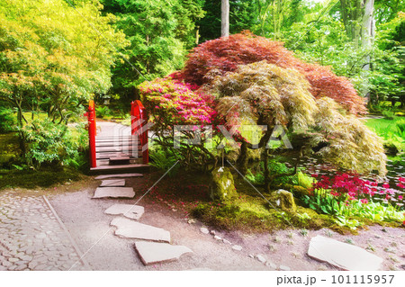 Amazing Japanese maple or palm-shaped maple and red  decorative bridge 101115957