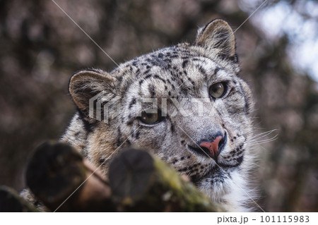 Face portrait of snow leopard (Panthera uncia) 101115983